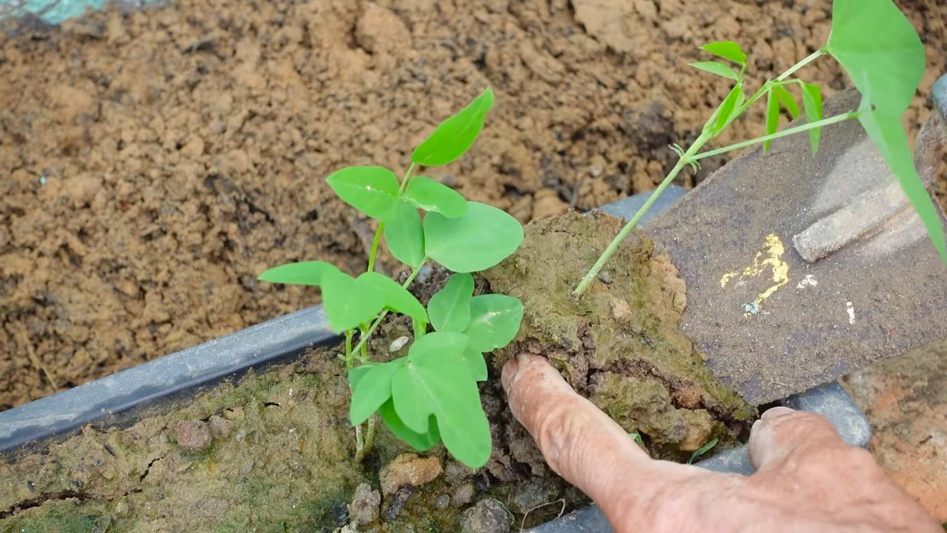 Dragon Bean Cultivation