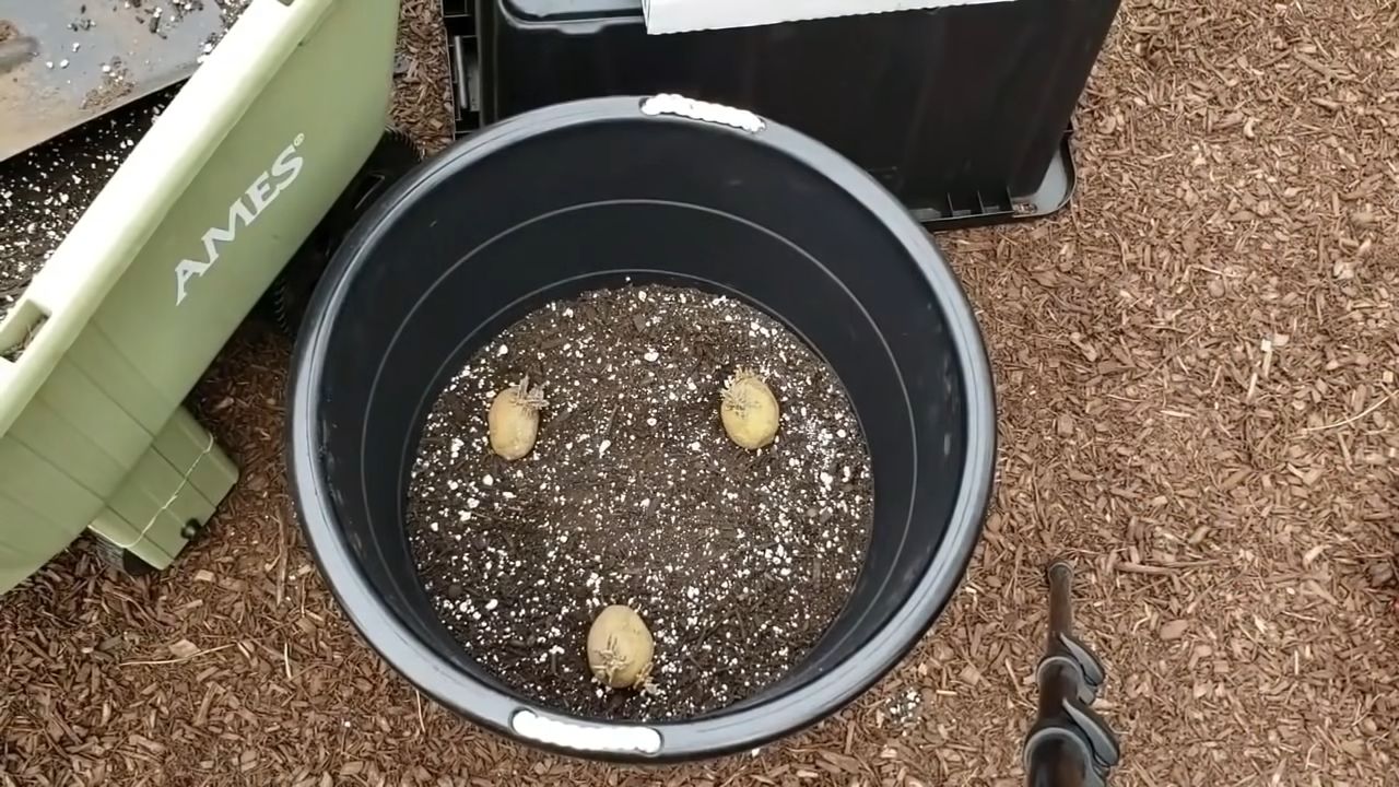 Fast Potato Growing Guide