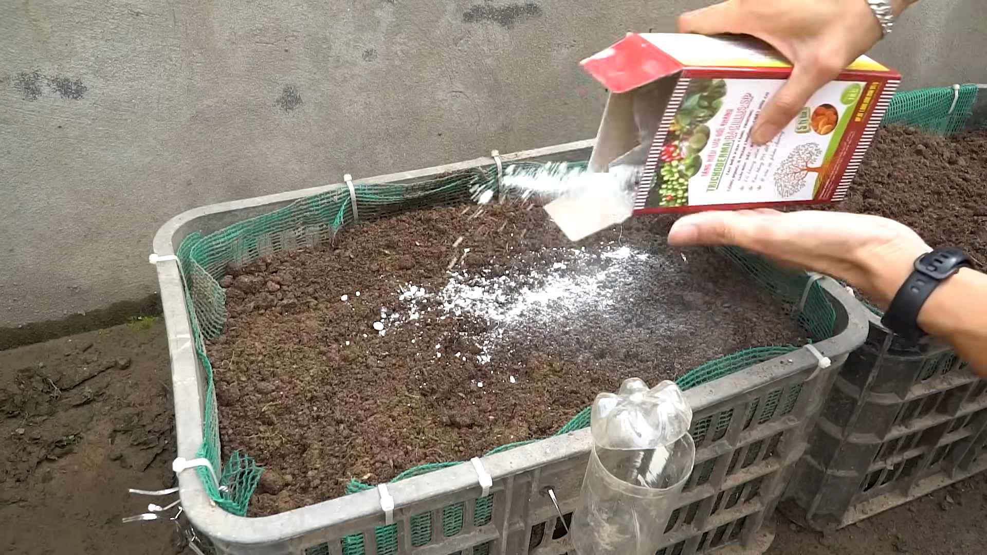 Grow Eggplant Successfully
