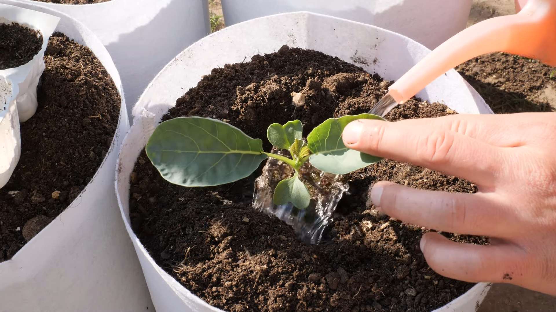 Harvesting Cauliflower at Home