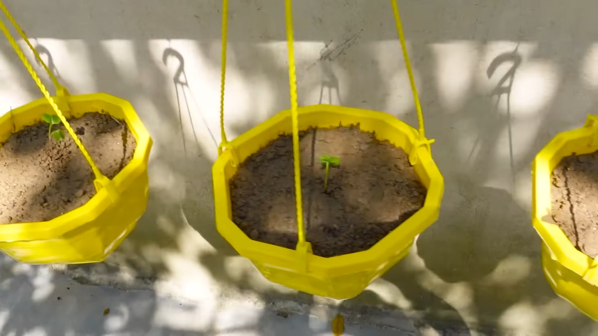 Plant Pink Radish in Pots