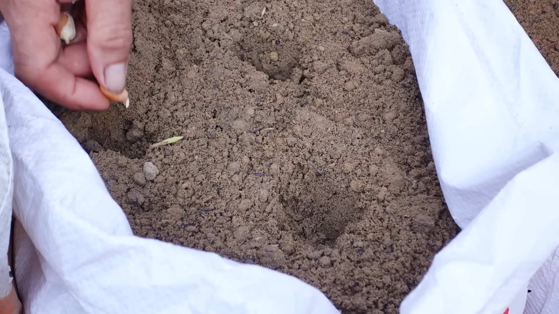 Planting peanuts at home
