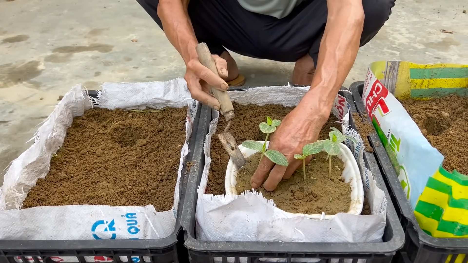Growing Melons at Home