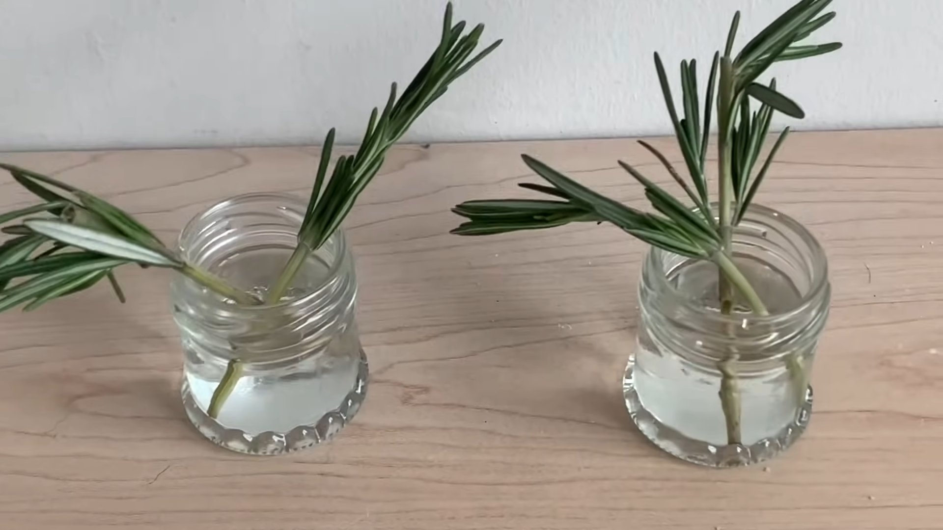 Grow Rosemary at Home
