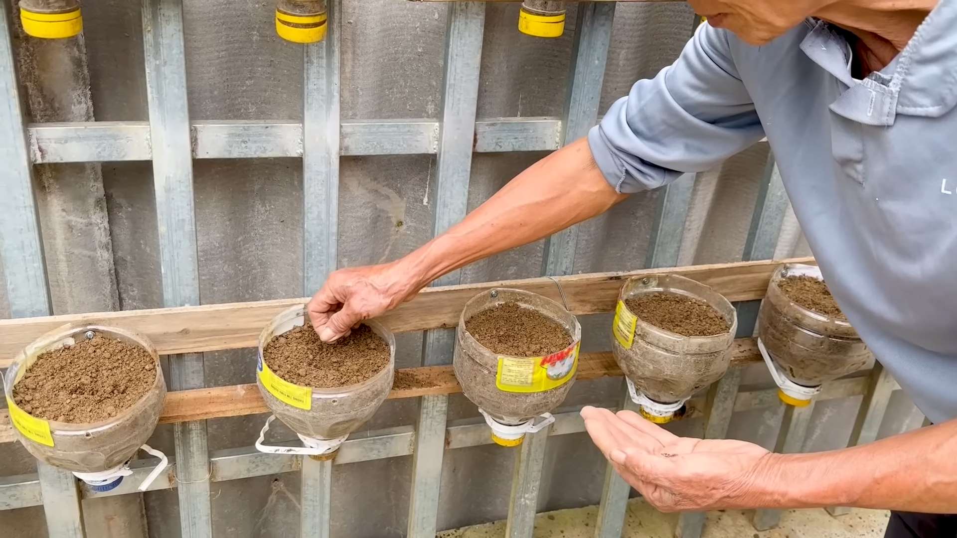 Plastic bottle kale growing