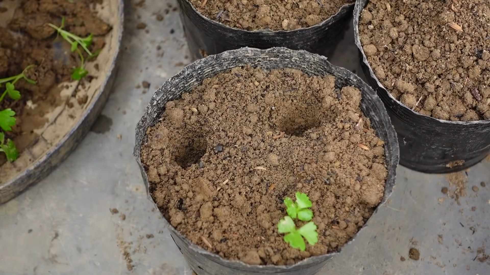 Grow Celery Easily