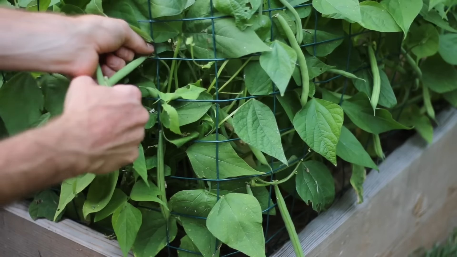 Planting Bush Beans