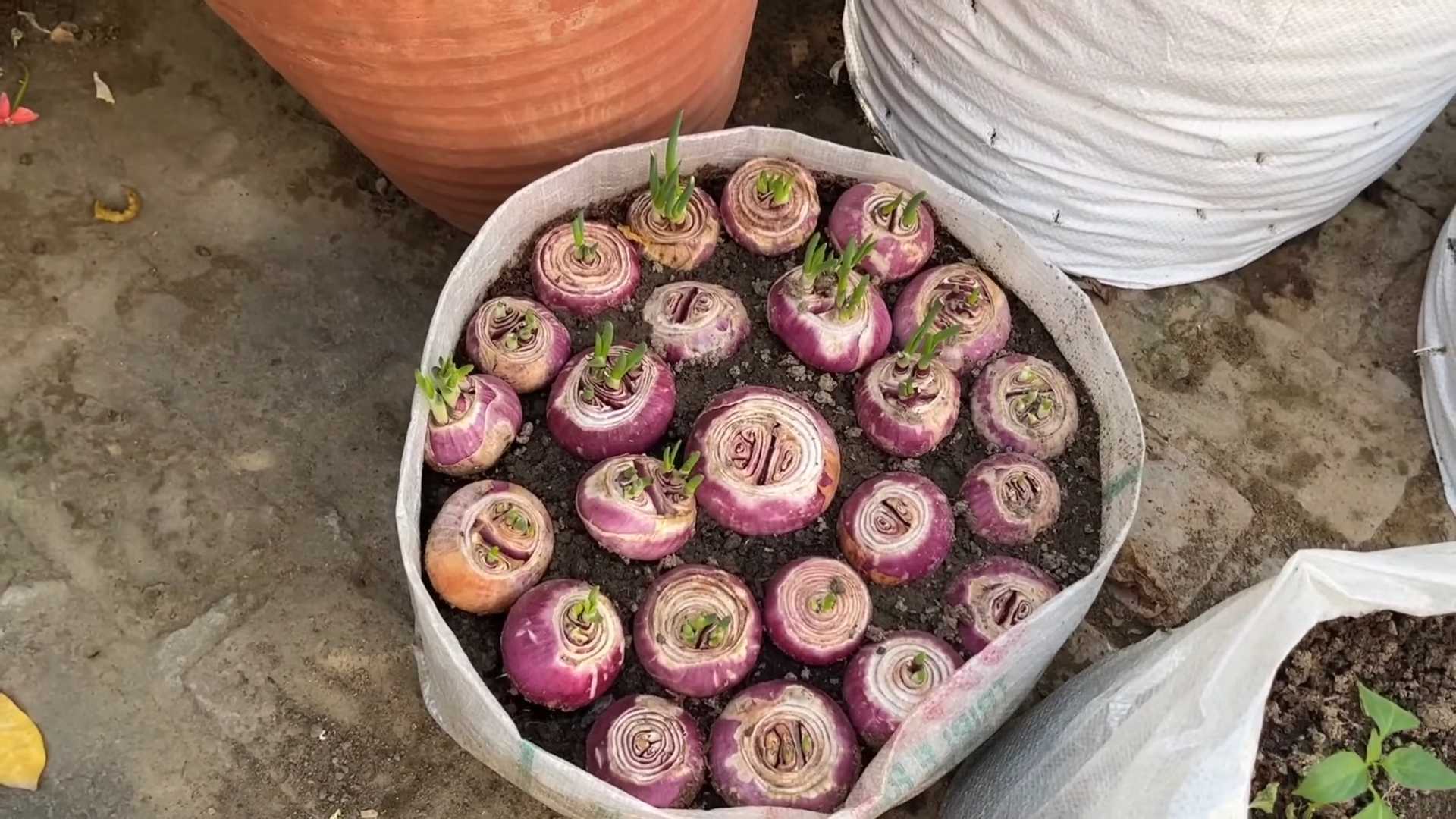 Unusual Onion Growing Methods