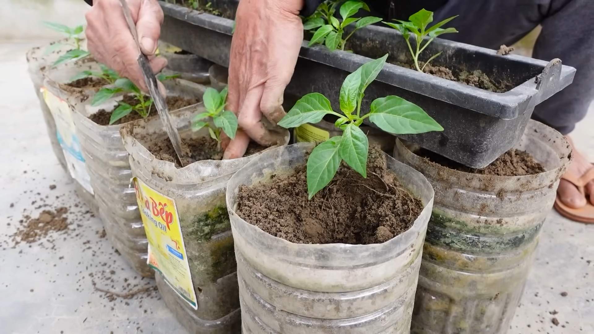 Grow chili peppers easily