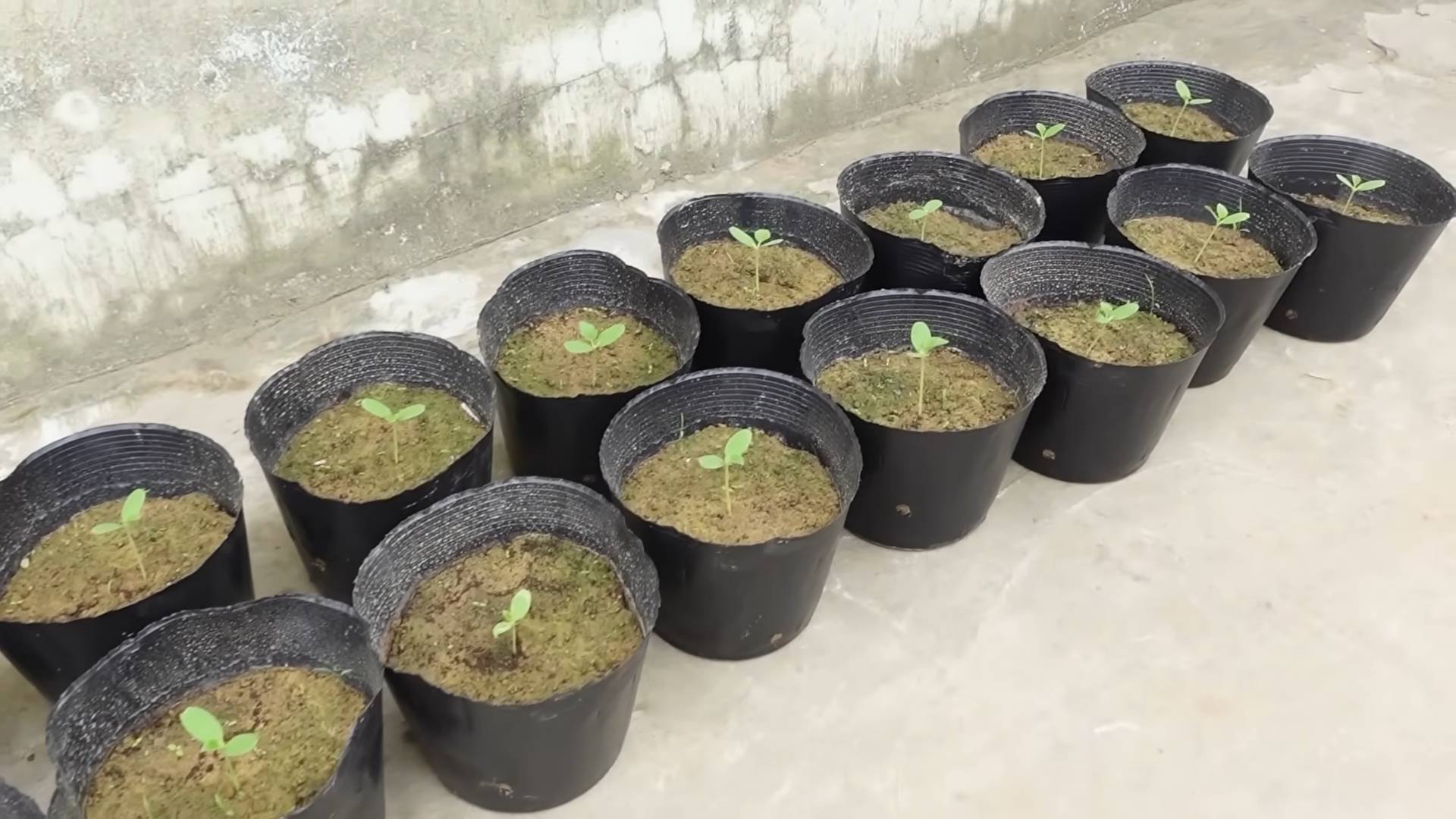 Grow Kohlrabi Indoors Easily