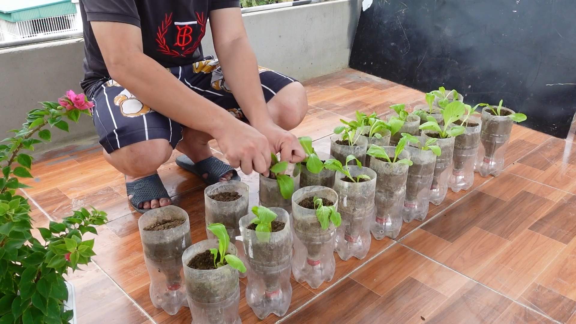 Grow Mustard Greens Home