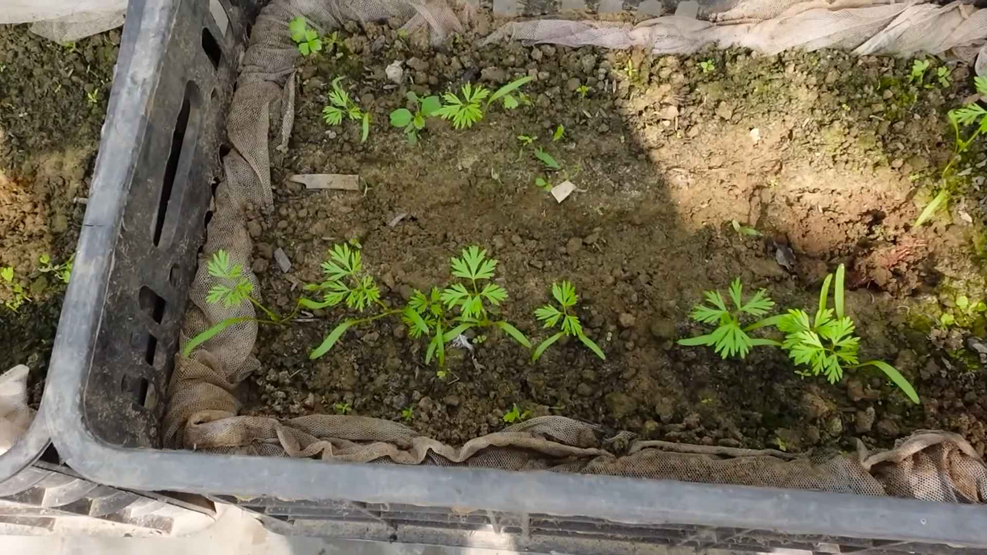 DIY Carrot Growing