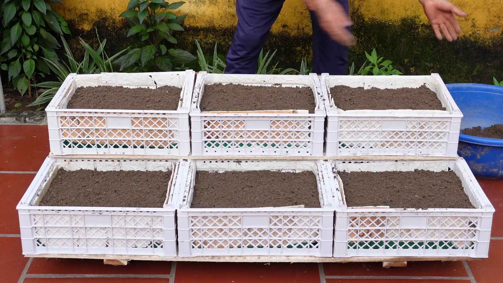 Easy Home Vegetable Gardening