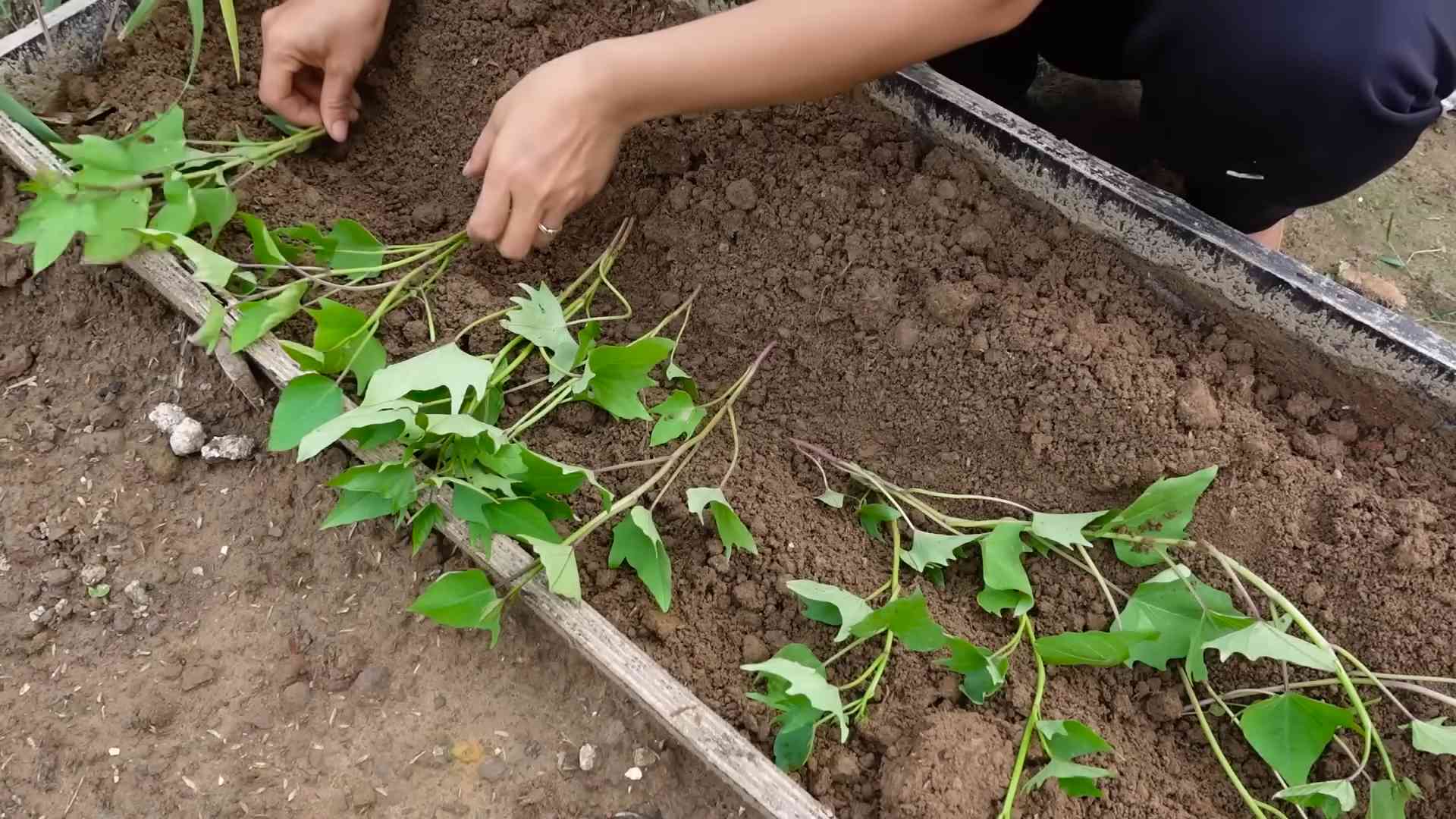 Planting Sweet Potatoes