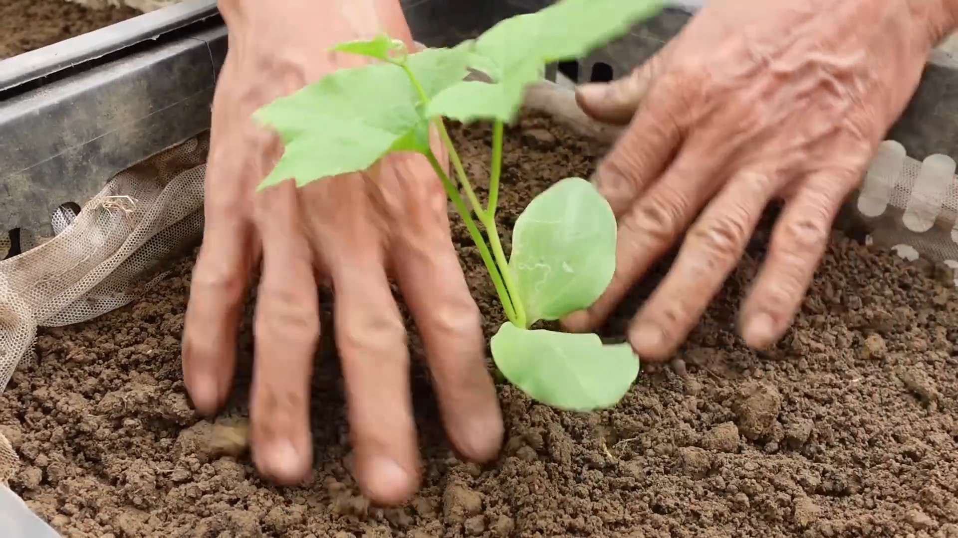 Grow Angled Luffa at Home