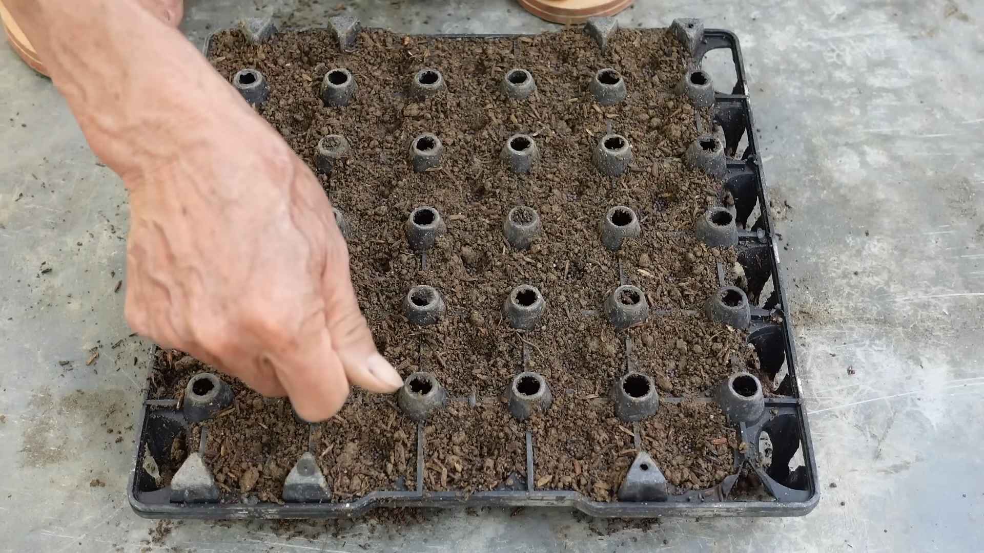 Growing Napa Cabbage Small Yard