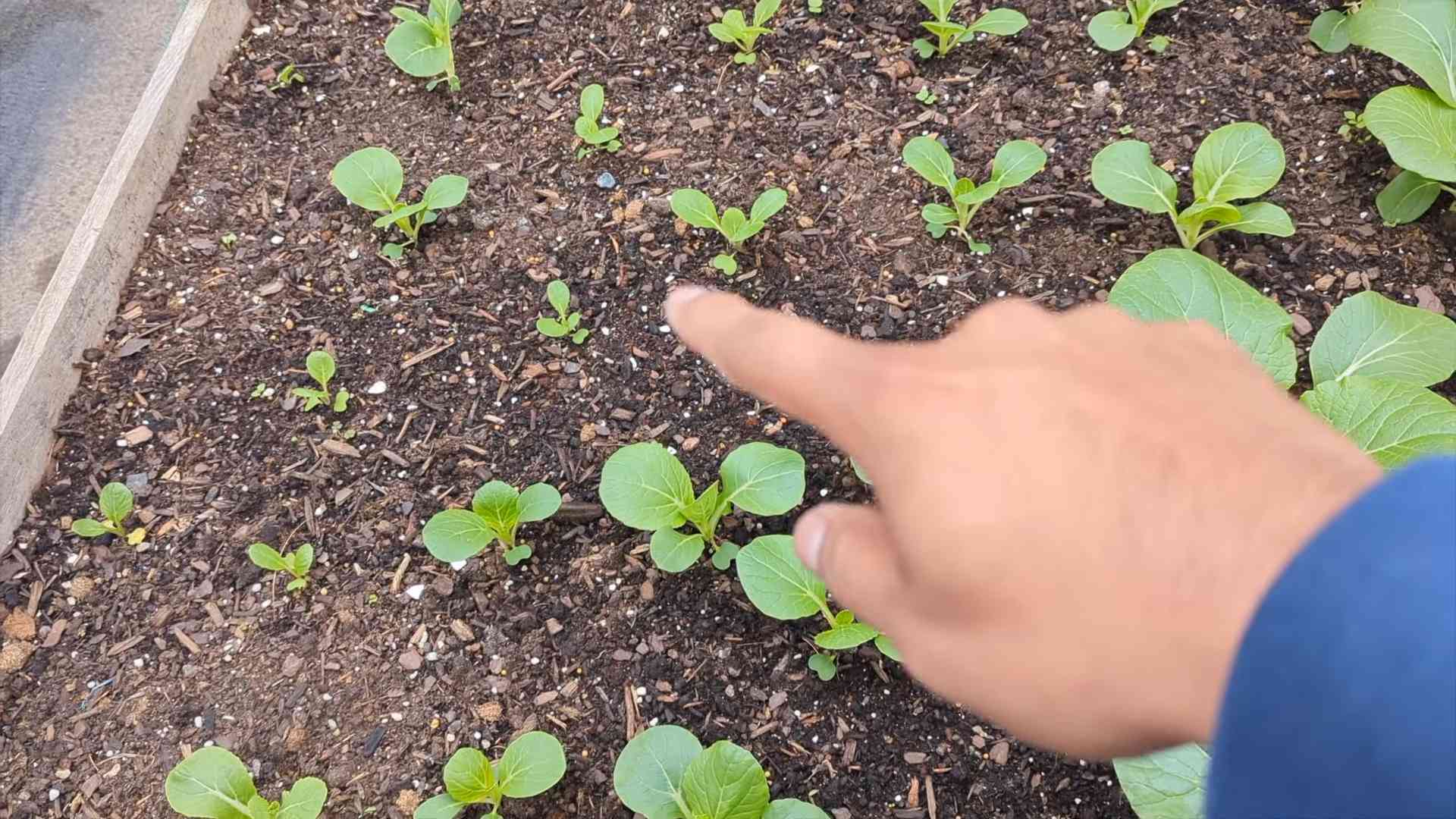 Grow Bok Choy at Home