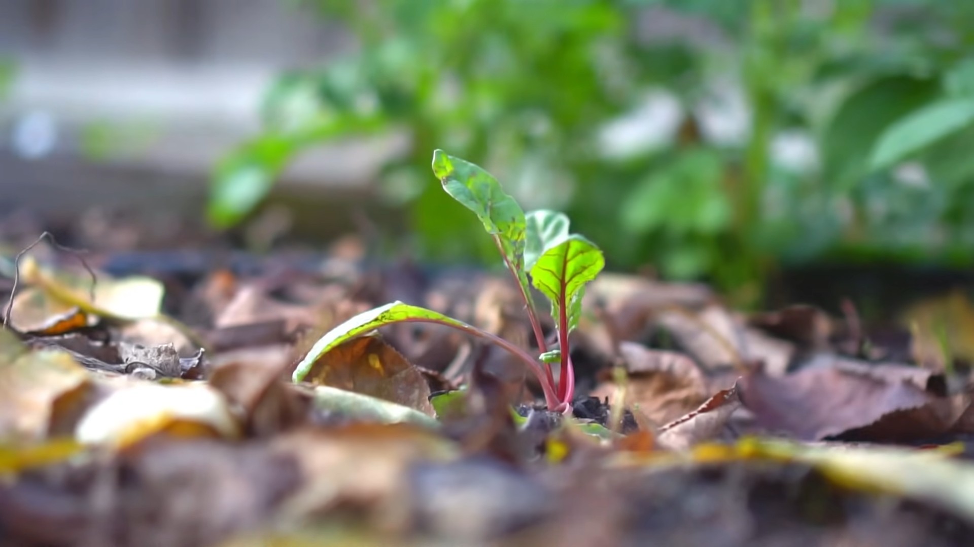 Grow Swiss Chard Garden