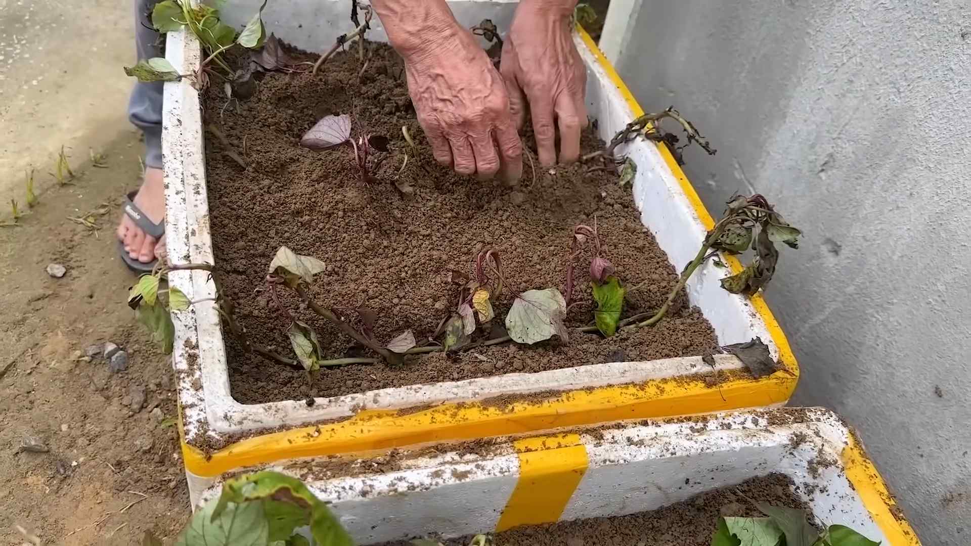 Growing Sweet Potatoes Easy