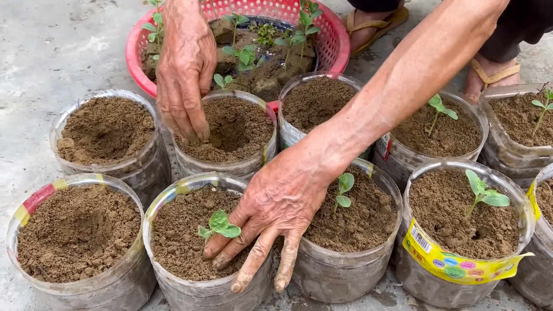 Giant Watermelon Growing