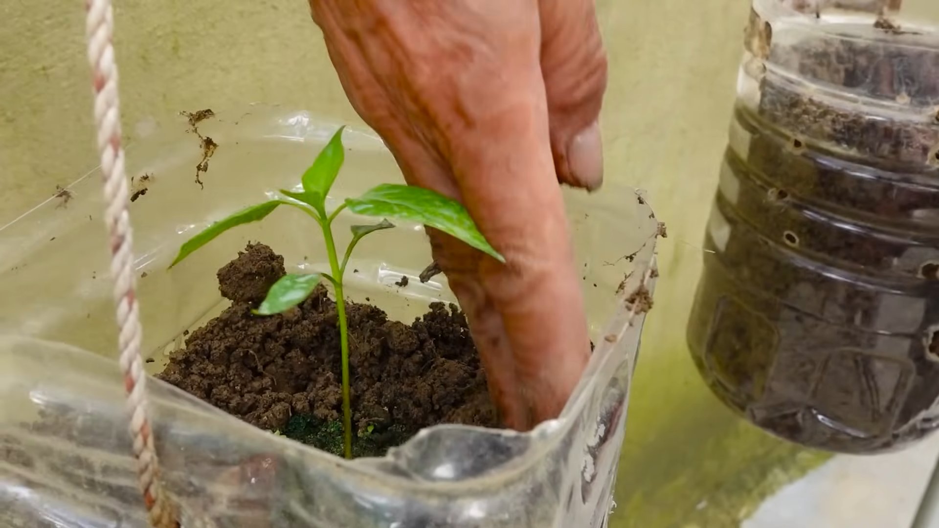 Grow Hot Peppers Beginners