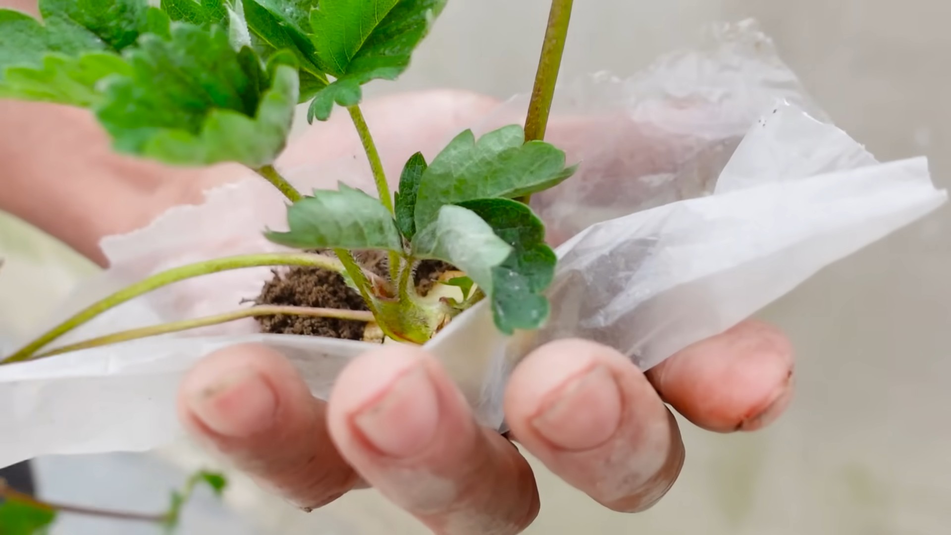 Grow Strawberries Easily