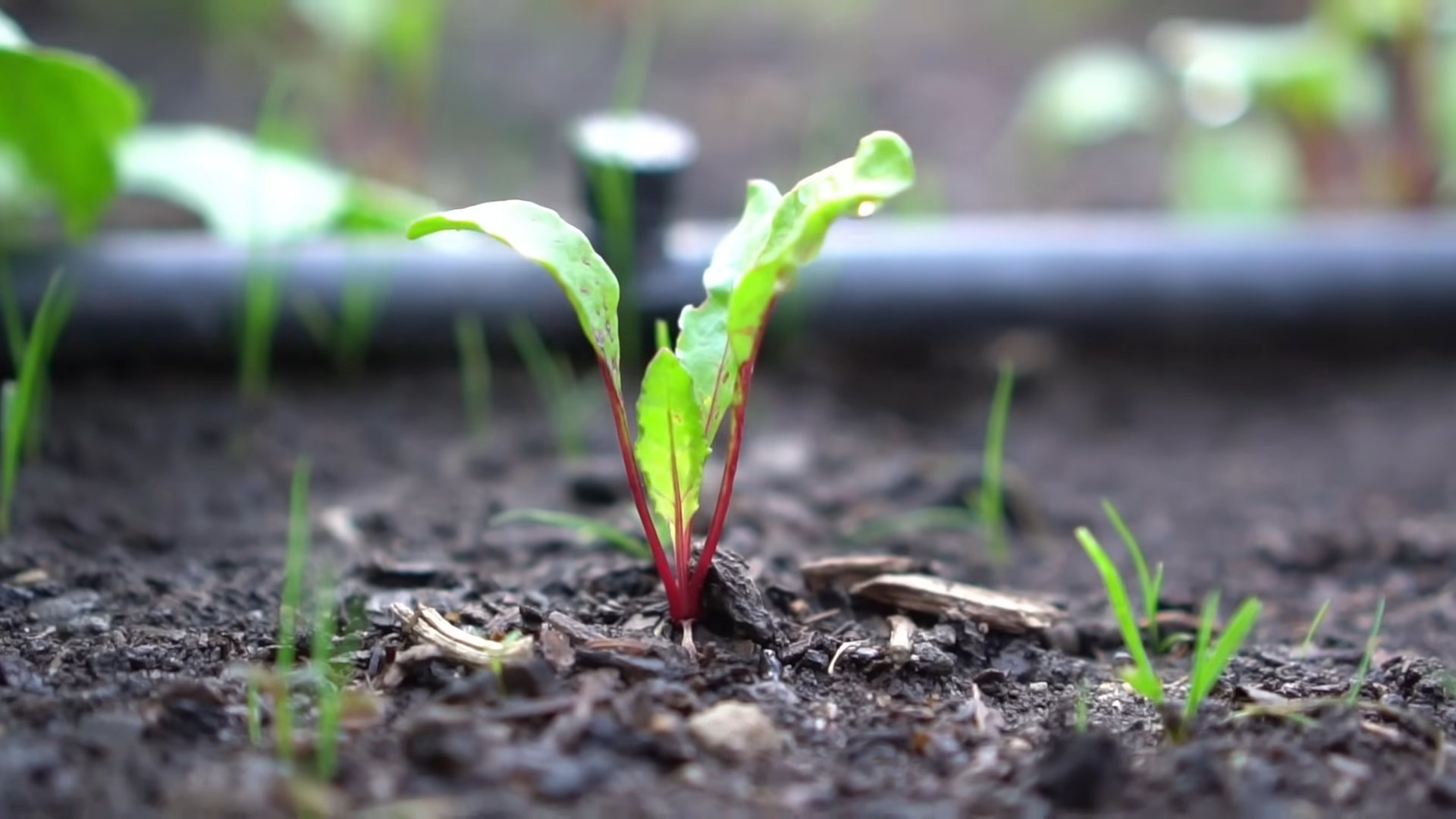 Beet gardening beginners guide