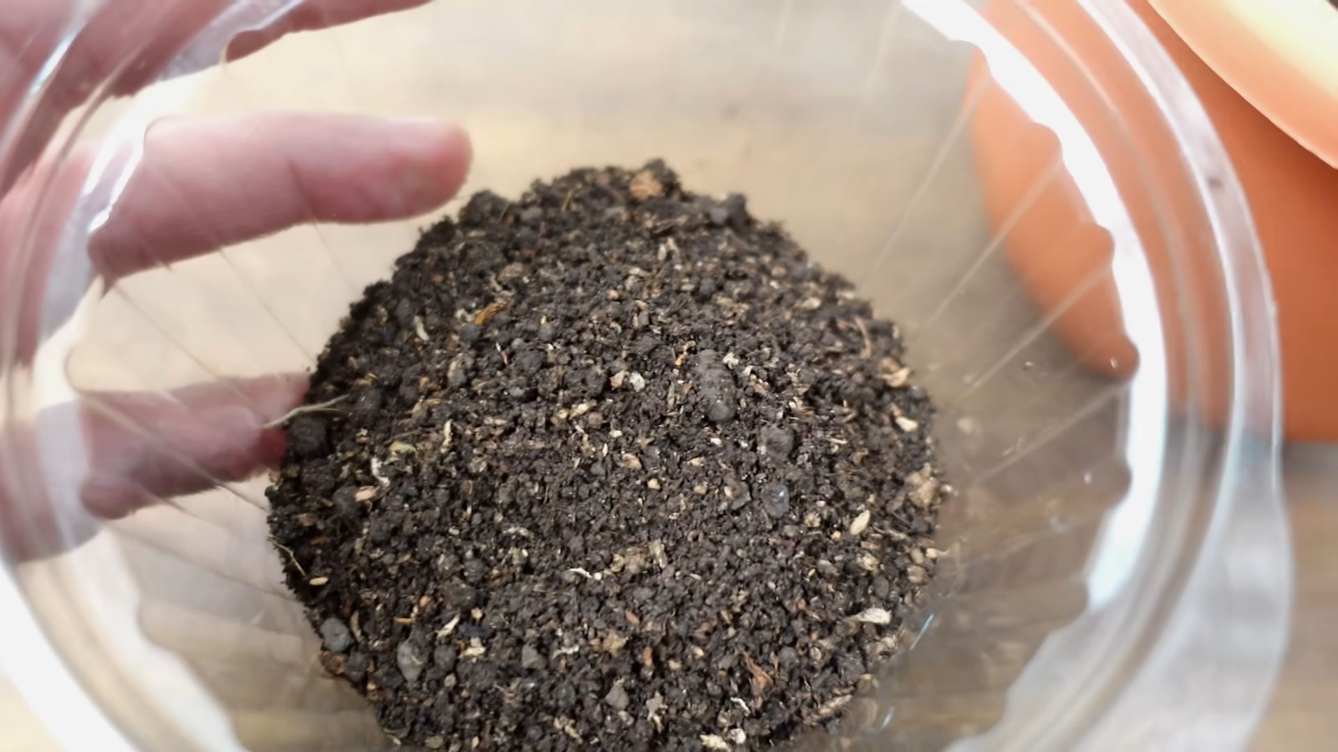 Growing Blueberries at Home