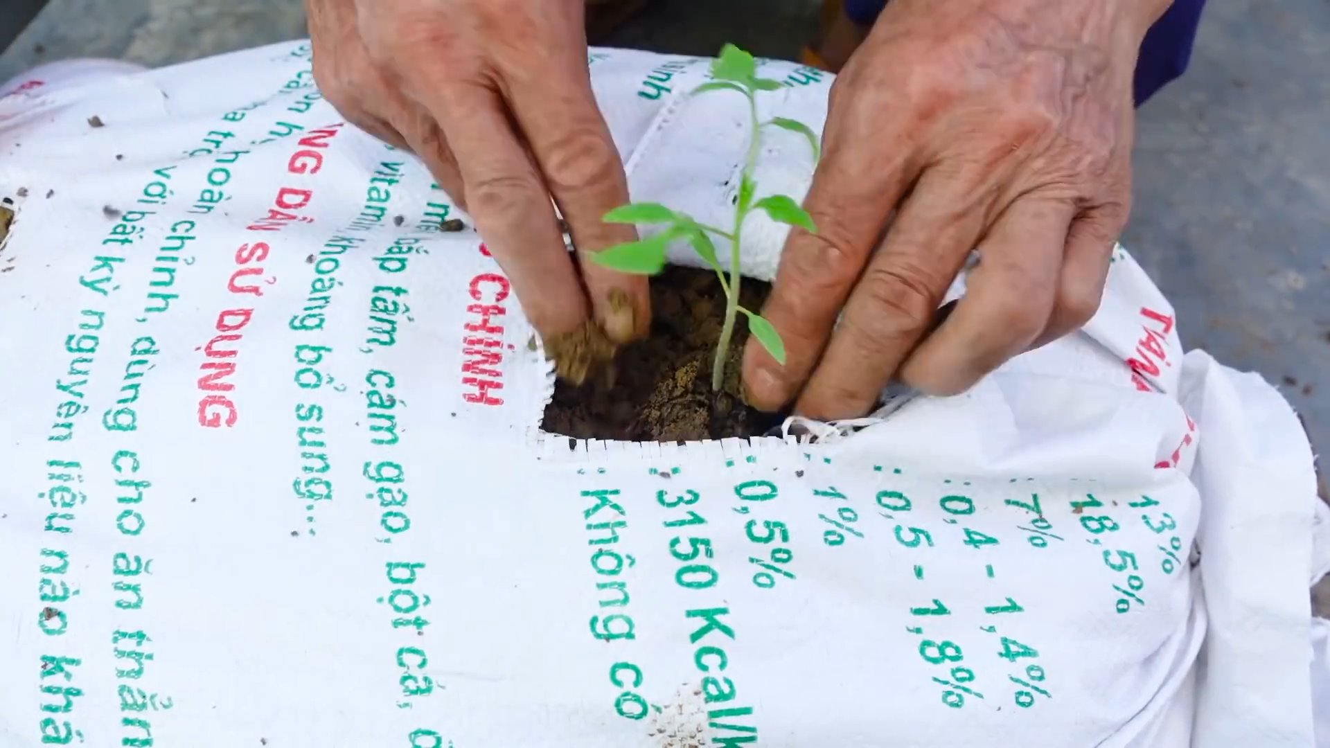 Growing Tomato Plants at Home