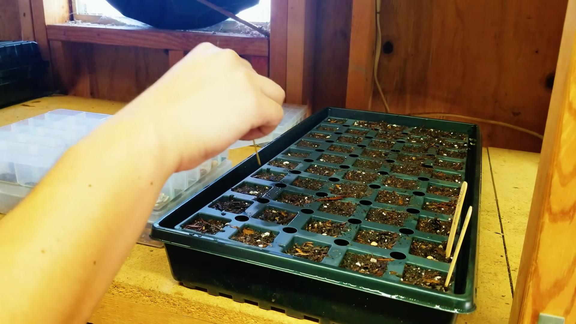 Grow Artichokes Easily