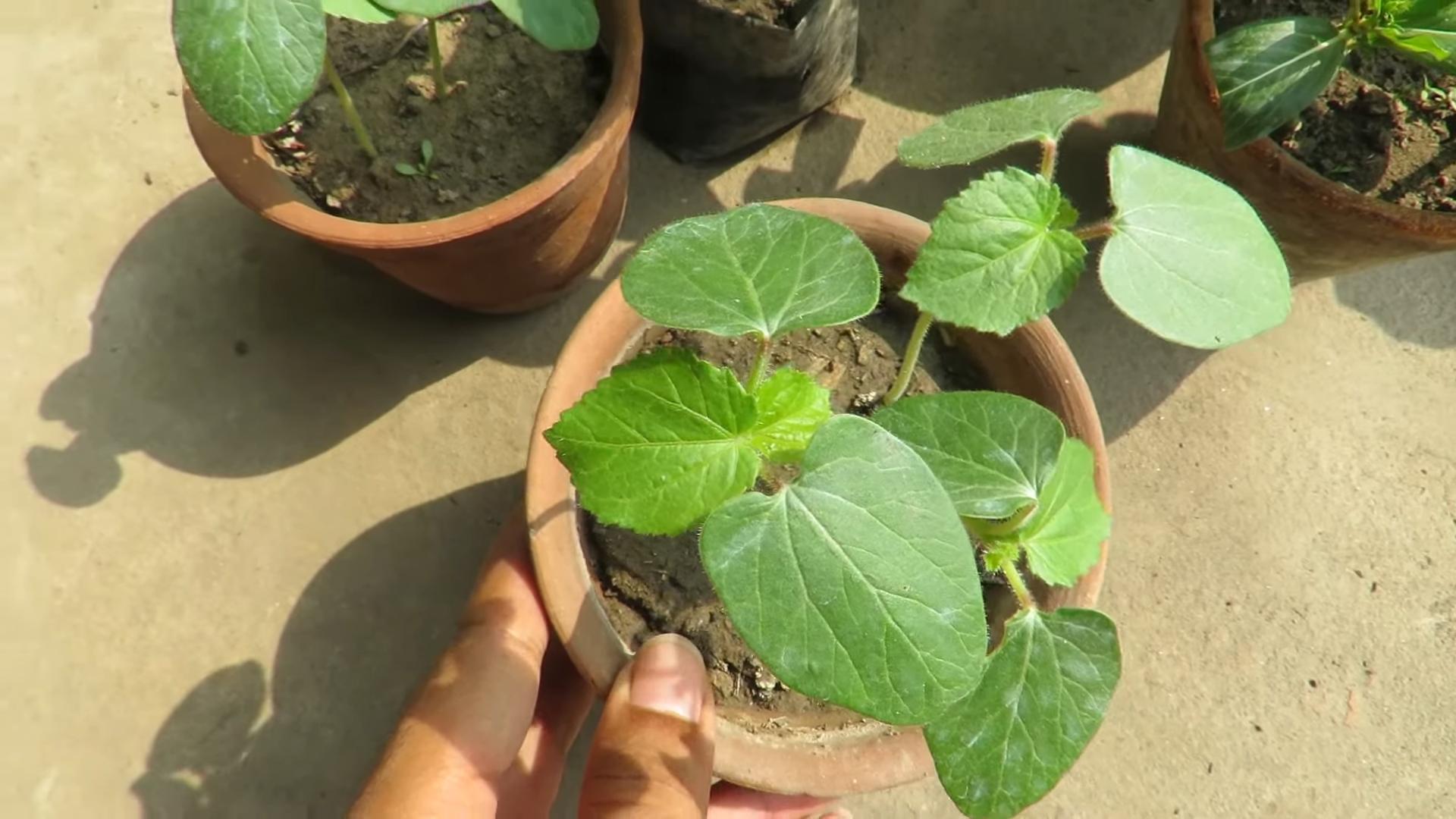 Grow Okra at Home