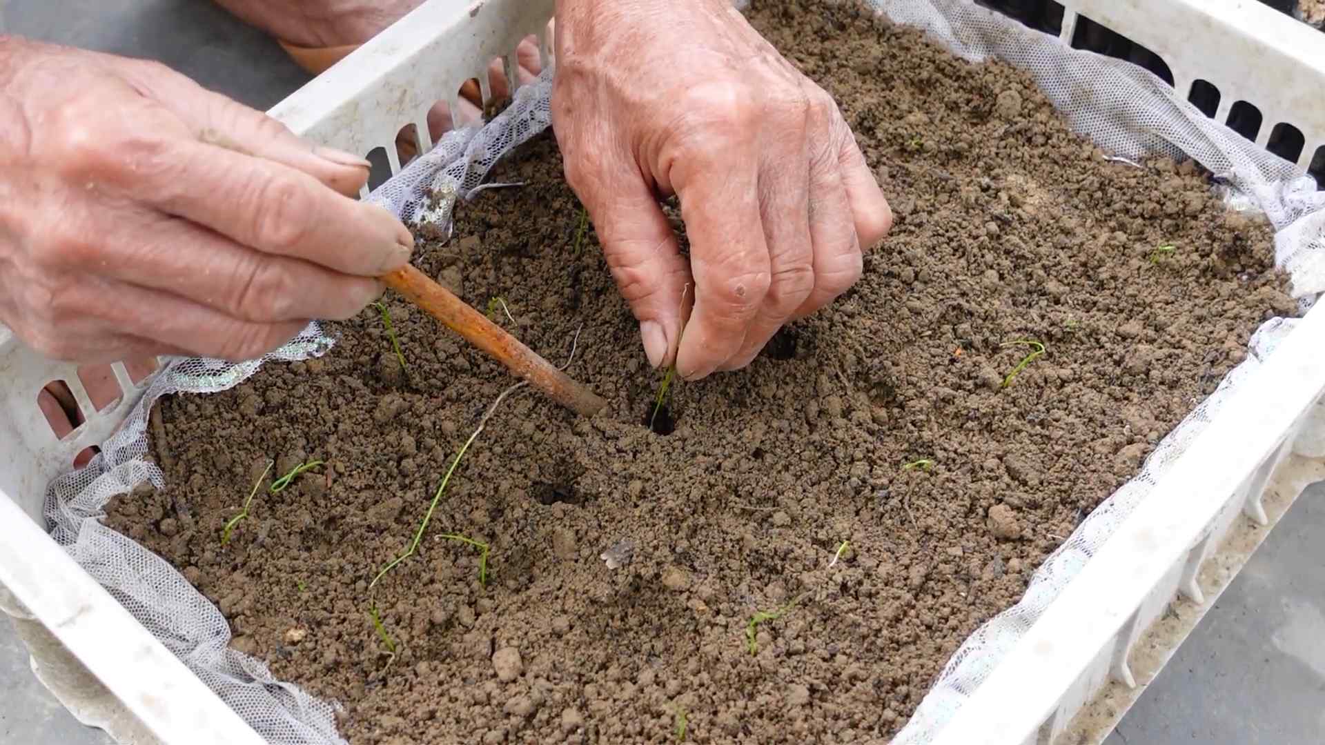 Grow Leeks at Home